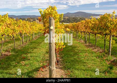 Weinberg und Mt Canobolis in Orange Stockfoto