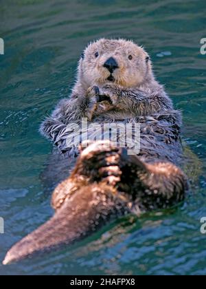 Entzückender Seeotter ( Enhydra lutris ) im Wasser, schwimmt auf dem Rücken und blickt nach oben. Stockfoto