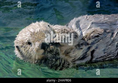 Niedlicher Seeotter ( Enhydra lutris ), der auf seinem Rücken schwimmt, seine Pfoten zusammenhält und interessiert zusieht. Stockfoto