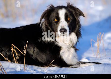 Border Collie liegt im Schnee, am sonnigen Wintertag, Portrait Nahaufnahme Stockfoto