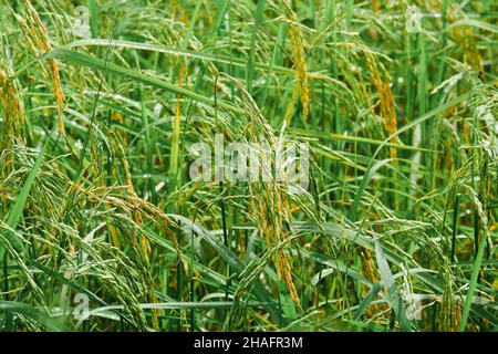 Reispflanzung, Reiskörner sind bereits reif. Stockfoto