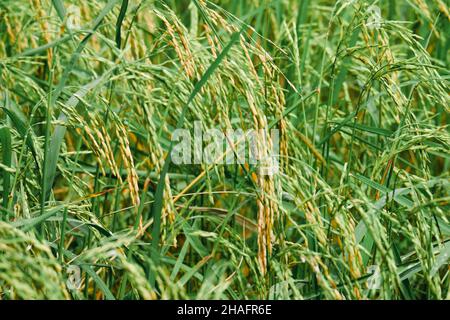 Reispflanzung, Reiskörner sind bereits reif. Stockfoto