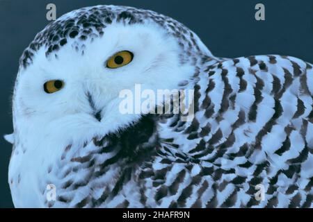 Nahaufnahme Porträt einer schönen Schneeeule Jagd, Bubo scandiacus. Stockfoto