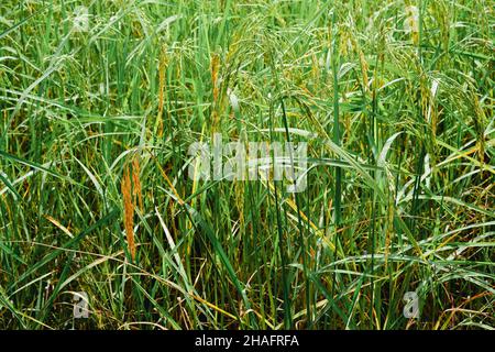 Reispflanzung, Reiskörner sind bereits reif. Stockfoto