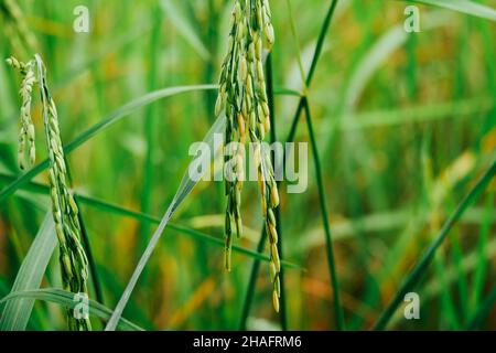 Reispflanzung, Reiskörner sind bereits reif. Stockfoto