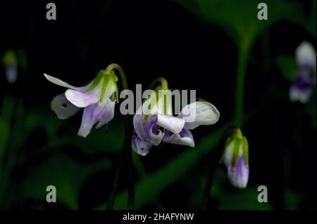Ivy Leaved Violets (Viola hederacea) sind eine meiner liebsten einheimischen Blumen. Sie sind sehr klein, deshalb ist es notwendig, auf dem Boden zu liegen, um ein gutes Foto zu machen Stockfoto