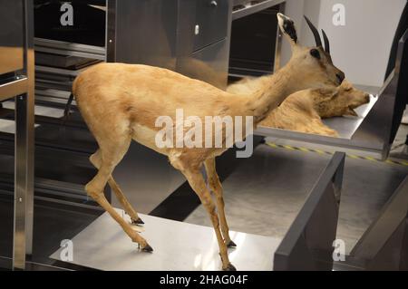 'Land, Milch, Honig - Tiergeschichten in imaginierten Landschaften' - Israelischer Pavillon auf der Architekturbiennale Venedig 17th in Italien - 9. November 2021. Stockfoto