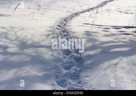 Ein gut ausgetretener Weg durch den gefallenen weißen Schnee im Winter in einem Feld Stockfoto