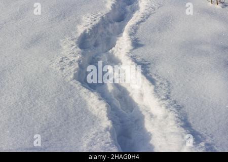 Ein gut ausgetretener Weg durch den gefallenen weißen Schnee im Winter in einem Feld Stockfoto