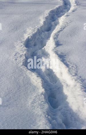 Ein gut ausgetretener Weg durch den gefallenen weißen Schnee im Winter in einem Feld Stockfoto