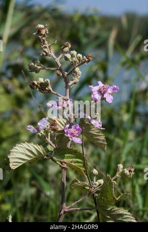 Blühender Himbeerbusch. Nahaufnahme der unreifen Frucht. Fotografiert in Israel im November Stockfoto