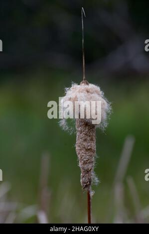 Bullrushes (Typha domingensis), in Australien als Cumbungi bekannt, säumen das Ufer des Jells Park Lake in Wheelers Hill, Victoria, Australien. Stockfoto