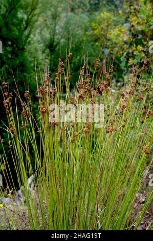 Diese Binsen sind Juncus Procerus. Es gibt viele Juncus-Arten in Australien, und dies ist eine der häufigsten - hat aber keinen gemeinsamen Namen! Stockfoto