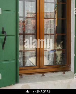 Niedliche graue und weiße Katze, die aus dem Fenster schaut. Stockfoto