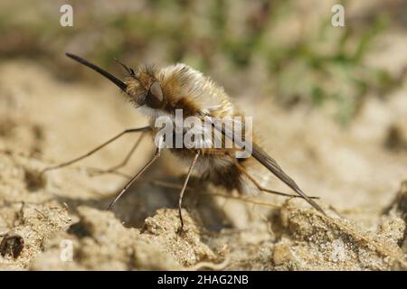 Detaillierte frontale Nahaufnahme einer dunkel umrandeten Bienenfliege, Bombylius major Stockfoto