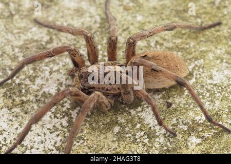 Ganzkörperaufnahme des größten europäischen Wolfspsiders, Hogna radiata in Südfrankreich Stockfoto