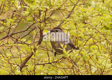 Nahaufnahme des grauen Catbird, Dumetella carolinensis, im Hudson State Park Stockfoto