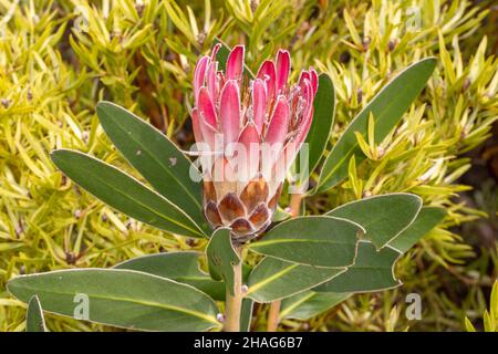 Nahaufnahme einer einzelnen Blume eines Protea in der Nähe von Napier im westlichen Kap von Südafrika Stockfoto