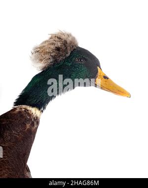 Haubenente brüten vor weißem Hintergrund Stockfoto