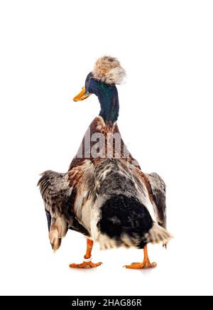 Haubenente brüten vor weißem Hintergrund Stockfoto