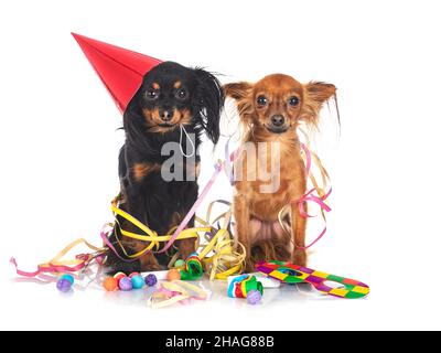 Russkiy Toy vor weißem Hintergrund Stockfoto