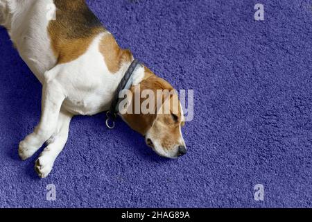 Beagle Hund schläft auf sehr peri Teppich Boden natürliches Licht Stockfoto