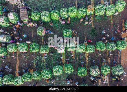 Bogura, Rajshahi, Bangladesch. 13th Dez 2021. Der Anbau von Kohl dauert etwa zweieinhalb Monate, bevor er auf diesem größten Großhandelsmarkt in der nördlichen Region in Bogura, Bangladesch, geerntet und verkauft wird. (Bild: © Mustasinur Rahman Alvi/ZUMA Press Wire) Bild: ZUMA Press, Inc./Alamy Live News Stockfoto