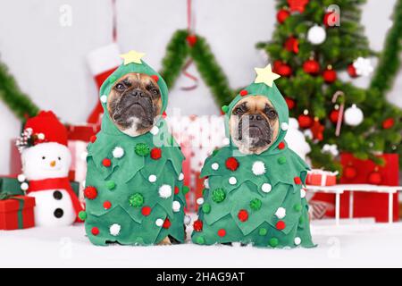 Ein Paar französische Bulldoggen in Weihnachtsbaum-Kostümen zwischen Weihnachtsbäumen und Geschenkboxen Stockfoto