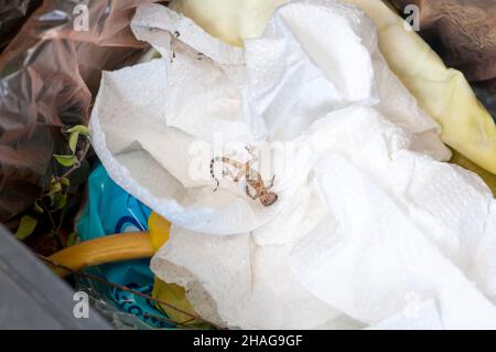 Toter mediterraner Hausgecko (Hemidactylus turcicus), fotografiert in Israel Stockfoto