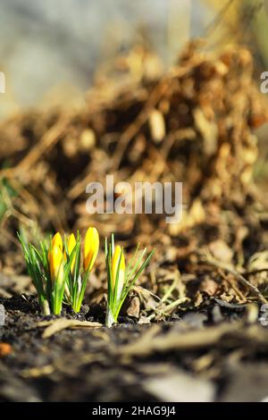Weiße und gelbe Krokusse im Frühjahr auf dem Land. Helle Frühlingsblumen. Frische, fröhliche Pflanzen blühten. Die jungen Sprossen. Stockfoto