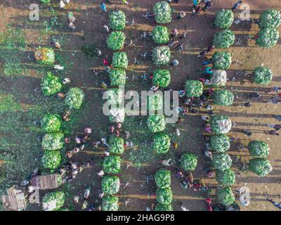 Bogura, Rajshahi, Bangladesch. 13th Dez 2021. Der Anbau von Kohl dauert etwa zweieinhalb Monate, bevor er auf diesem größten Großhandelsmarkt in der nördlichen Region in Bogura, Bangladesch, geerntet und verkauft wird. (Bild: © Mustasinur Rahman Alvi/ZUMA Press Wire) Bild: ZUMA Press, Inc./Alamy Live News Stockfoto