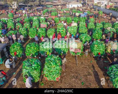 Bogura, Rajshahi, Bangladesch. 13th Dez 2021. Der Anbau von Kohl dauert etwa zweieinhalb Monate, bevor er auf diesem größten Großhandelsmarkt in der nördlichen Region in Bogura, Bangladesch, geerntet und verkauft wird. (Bild: © Mustasinur Rahman Alvi/ZUMA Press Wire) Bild: ZUMA Press, Inc./Alamy Live News Stockfoto