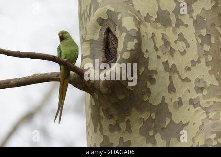 Feral-Population der eingeführten Art Psittacus krameri in Frankreich Stockfoto