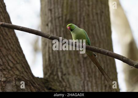 Feral-Population der eingeführten Art Psittacus krameri in Frankreich Stockfoto