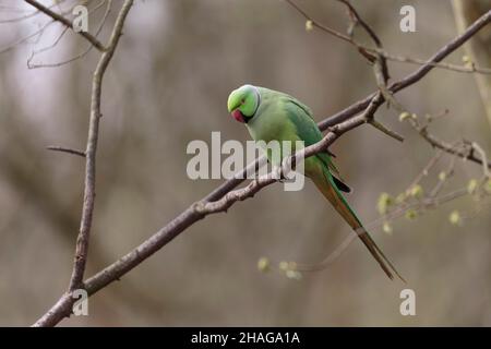 Feral-Population der eingeführten Art Psittacus krameri in Frankreich Stockfoto