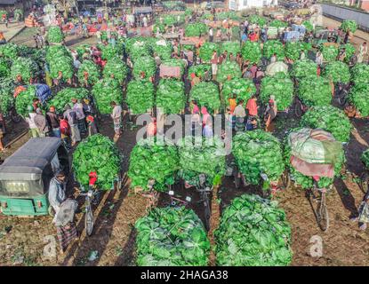 Bogura, Rajshahi, Bangladesch. 13th Dez 2021. Der Anbau von Kohl dauert etwa zweieinhalb Monate, bevor er auf diesem größten Großhandelsmarkt in der nördlichen Region in Bogura, Bangladesch, geerntet und verkauft wird. (Bild: © Mustasinur Rahman Alvi/ZUMA Press Wire) Bild: ZUMA Press, Inc./Alamy Live News Stockfoto