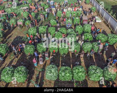 Bogura, Rajshahi, Bangladesch. 13th Dez 2021. Der Anbau von Kohl dauert etwa zweieinhalb Monate, bevor er auf diesem größten Großhandelsmarkt in der nördlichen Region in Bogura, Bangladesch, geerntet und verkauft wird. (Bild: © Mustasinur Rahman Alvi/ZUMA Press Wire) Bild: ZUMA Press, Inc./Alamy Live News Stockfoto