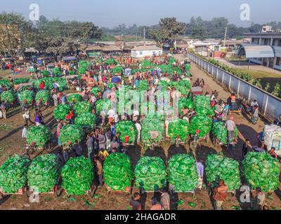 Bogura, Rajshahi, Bangladesch. 13th Dez 2021. Der Anbau von Kohl dauert etwa zweieinhalb Monate, bevor er auf diesem größten Großhandelsmarkt in der nördlichen Region in Bogura, Bangladesch, geerntet und verkauft wird. (Bild: © Mustasinur Rahman Alvi/ZUMA Press Wire) Bild: ZUMA Press, Inc./Alamy Live News Stockfoto