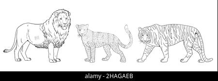 Löwe, Tiger und Leopard Illustration. Große Katzen zum ausmalen. Stockfoto