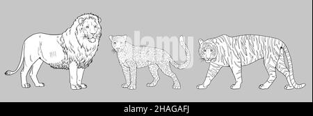 Löwe, Tiger und Leopard Illustration. Große Katzen zum ausmalen. Stockfoto