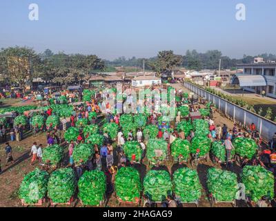 Bogura, Rajshahi, Bangladesch. 13th Dez 2021. Der Anbau von Kohl dauert etwa zweieinhalb Monate, bevor er auf diesem größten Großhandelsmarkt in der nördlichen Region in Bogura, Bangladesch, geerntet und verkauft wird. (Bild: © Mustasinur Rahman Alvi/ZUMA Press Wire) Bild: ZUMA Press, Inc./Alamy Live News Stockfoto