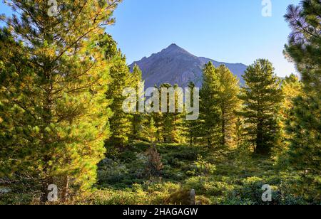 Am frühen Morgen in der sibirischen Bergtaiga. Sonnenlicht beleuchtet die Zedernnadeln. Eastern Sayan. Burjatien. Russland Stockfoto