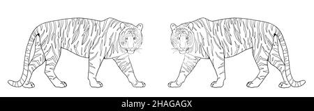 Bengalische Tiger-Illustration. Große Katze zum ausmalen. Stockfoto