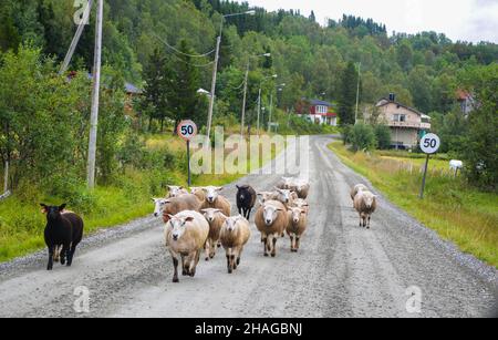 Bergschafe, die auf der Straße spazieren Stockfoto