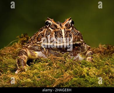 Argentinischer verzierter gehörnter Frosch, Ceratophrys ornata Stockfoto