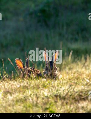 Hinterleuchtete Hasen im Gras in der Nähe des Lake Tekapo - South Island New Zealand Stockfoto