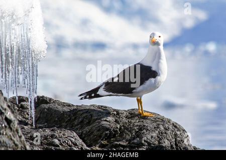 Kelp Gull (Larus Dominicanus) fotografiert in der Wilhelmina Bay, Antarktis im November. Stockfoto