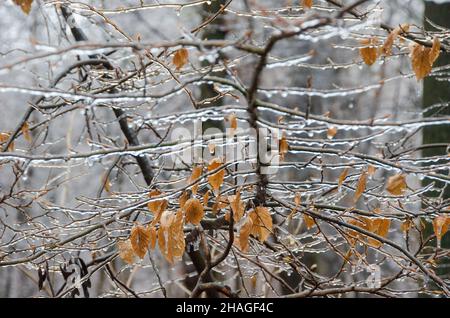 Äste mit gelben Blättern, die mit Eis bedeckt sind. Winterwetterwechsel. Selektiver Fokus auf Blätter Stockfoto