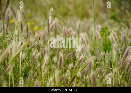 Wildblumenwiese. Fotografiert in Kreta, Griechenland Stockfoto