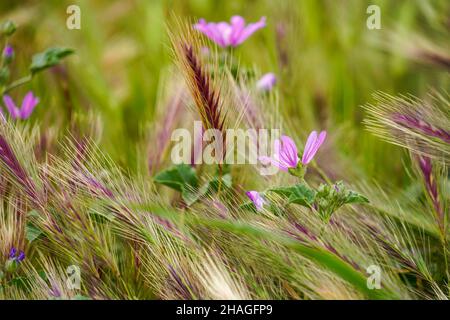 Wildblumenwiese. Fotografiert in Kreta, Griechenland Stockfoto